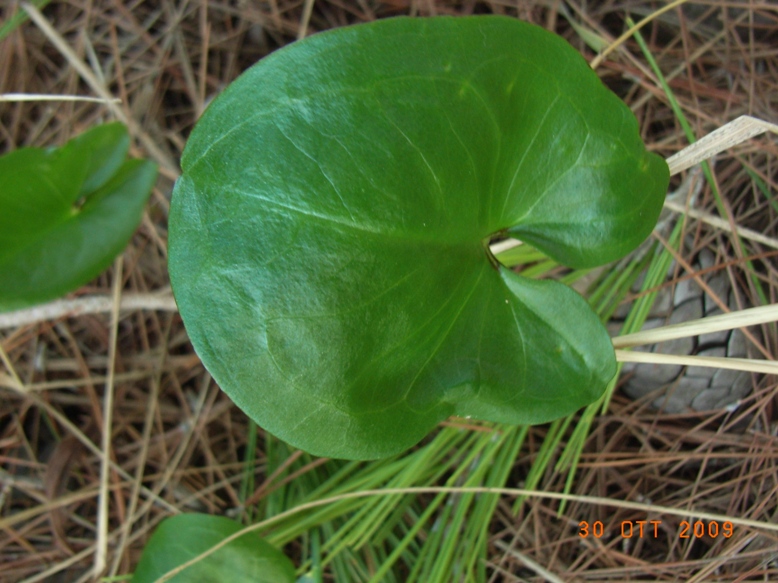 Arisarum vulgare